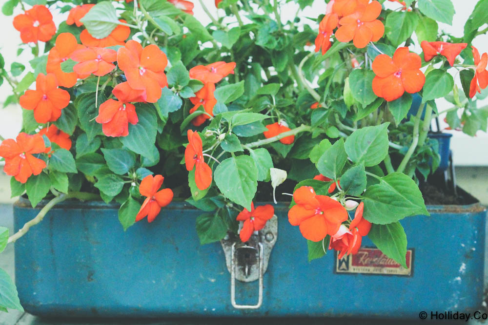 DIY Vintage Tackle Box Planter, vintage tackle box , tackle box, creative planter, vintage tackle box , tackle box, creative planter