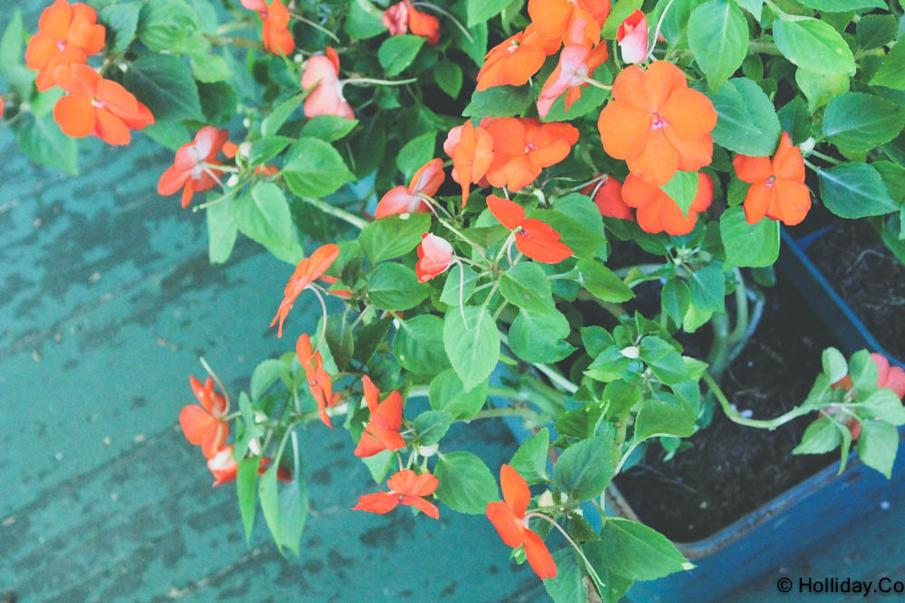 DIY Vintage Tackle Box Planter, vintage tackle box , tackle box, creative planter,vintage tackle box , tackle box, creative planter