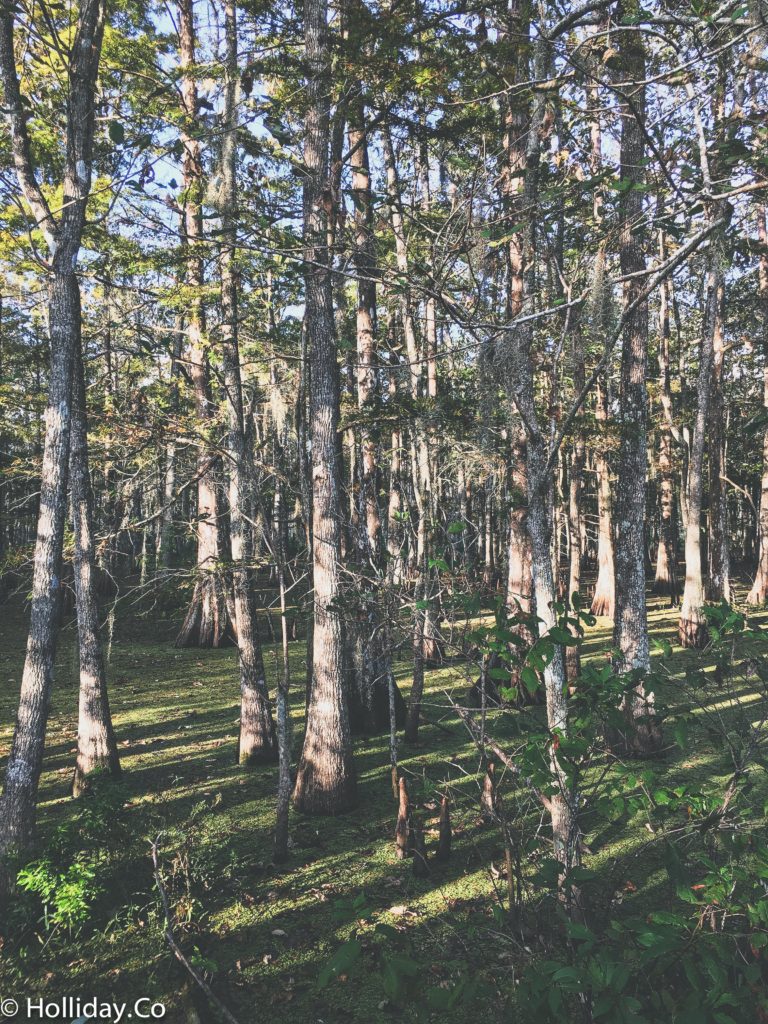 cajun man's swamp tour houma la, swamp tour, swamp tour houma la, houma la things to do, swamp tour louisiana, family activity houma, la