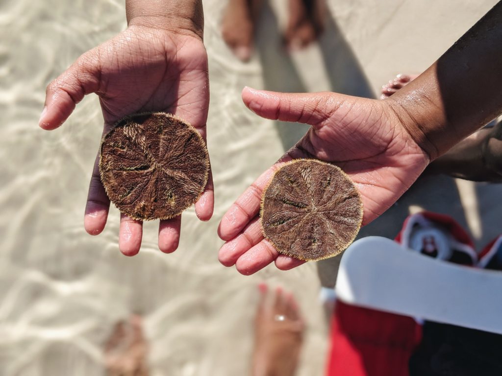 sand dollar, destin fl